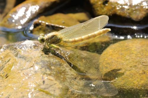 Onychogomphus forcipatus
